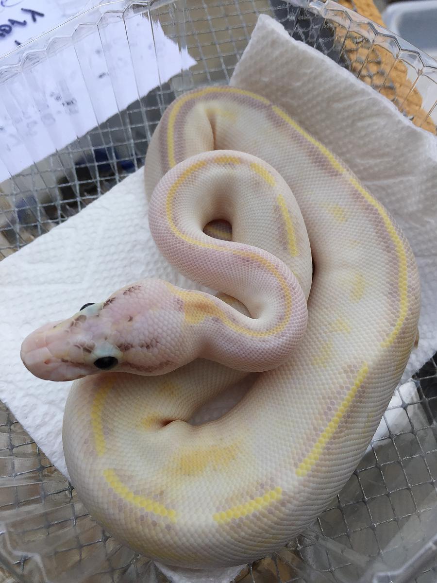 Pastel Ivory