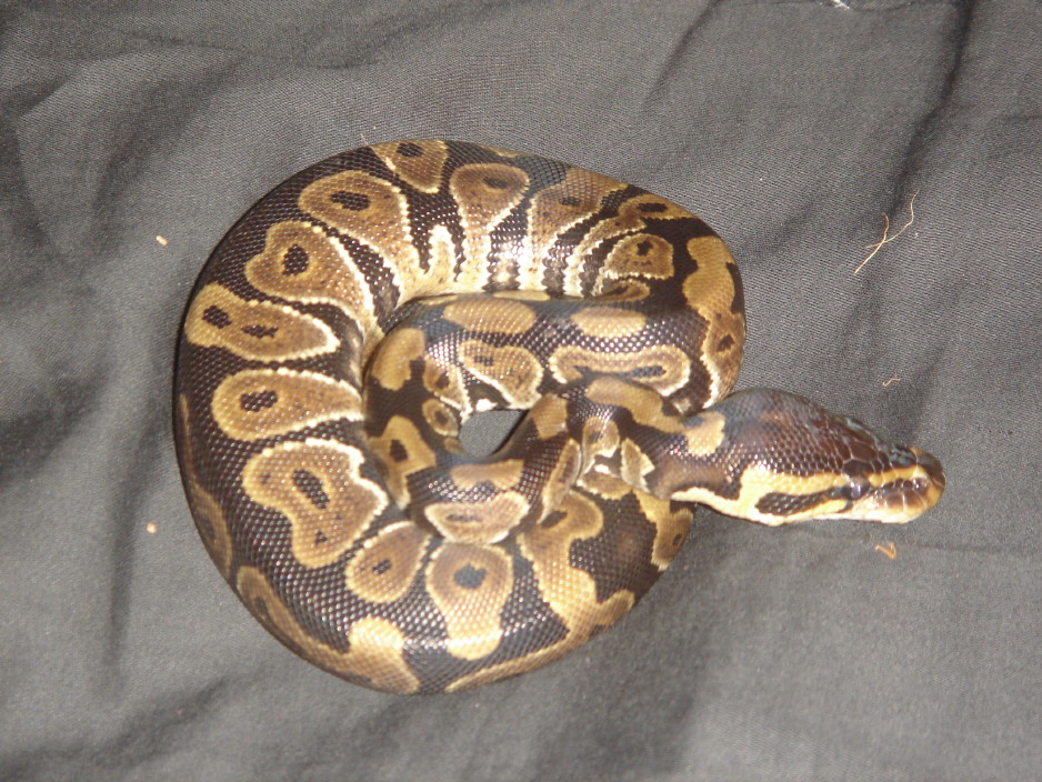 bp 1