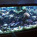 Our saltwater tank
