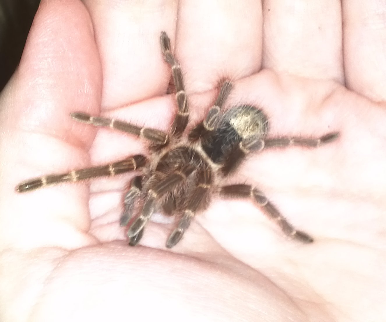 Chaco golden knee baby