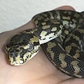 Silver the Carpet python