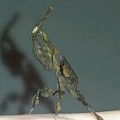 Ghost Praying Mantis Nymph