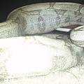 Bolivian boa