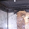 Whip scorpion shed