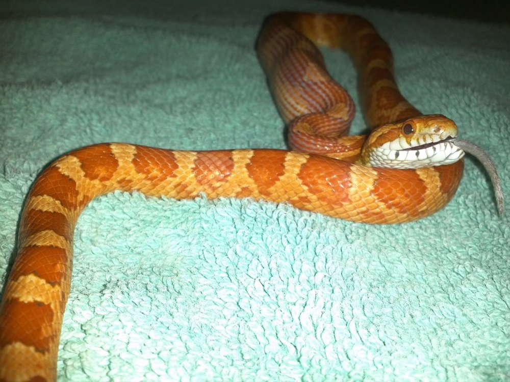 Adopted corn snake eating