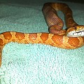 Adopted corn snake eating