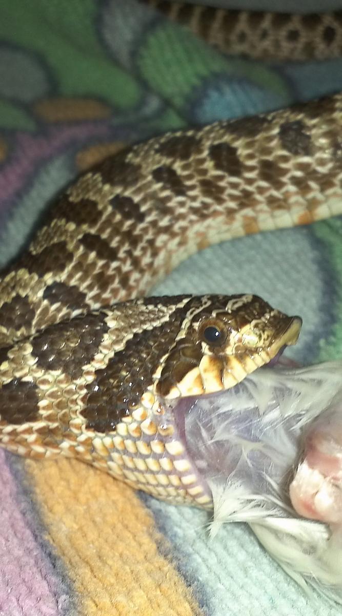 Hognose eating