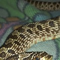 Hognose eating