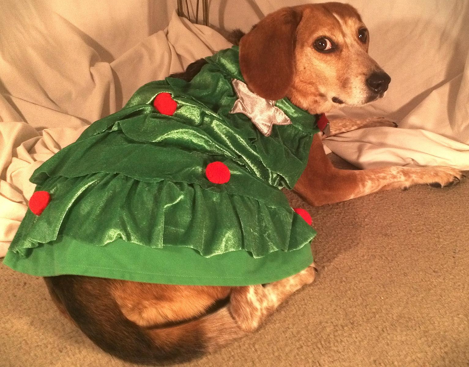 Xmas tree Daisy Beagle!