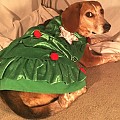 Xmas tree Daisy Beagle!