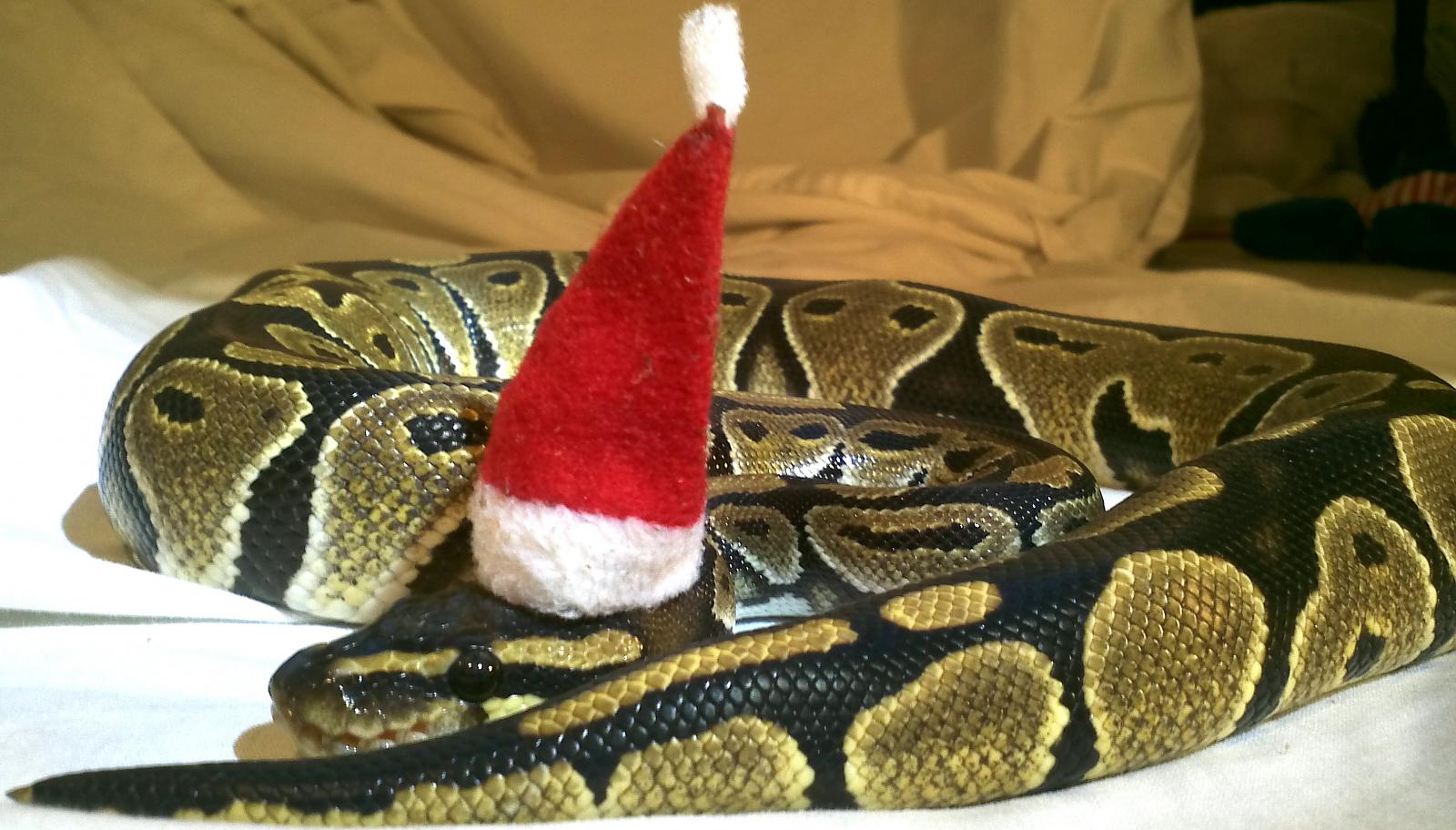 Saphie xmas 2