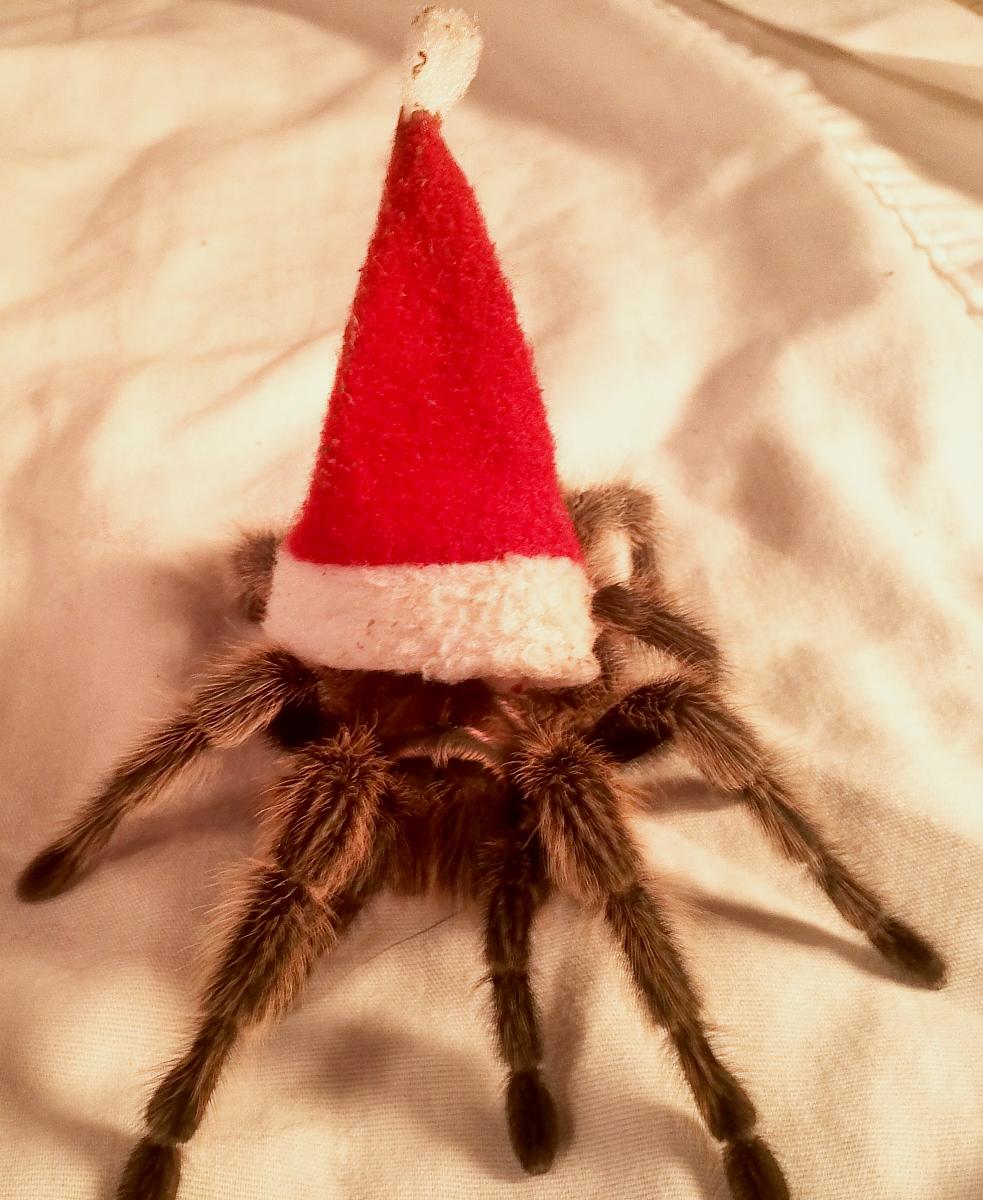 Xmas rose hair tarantula!