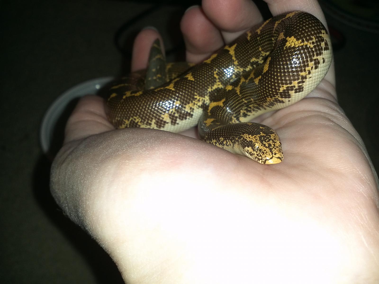 My new sand boa!