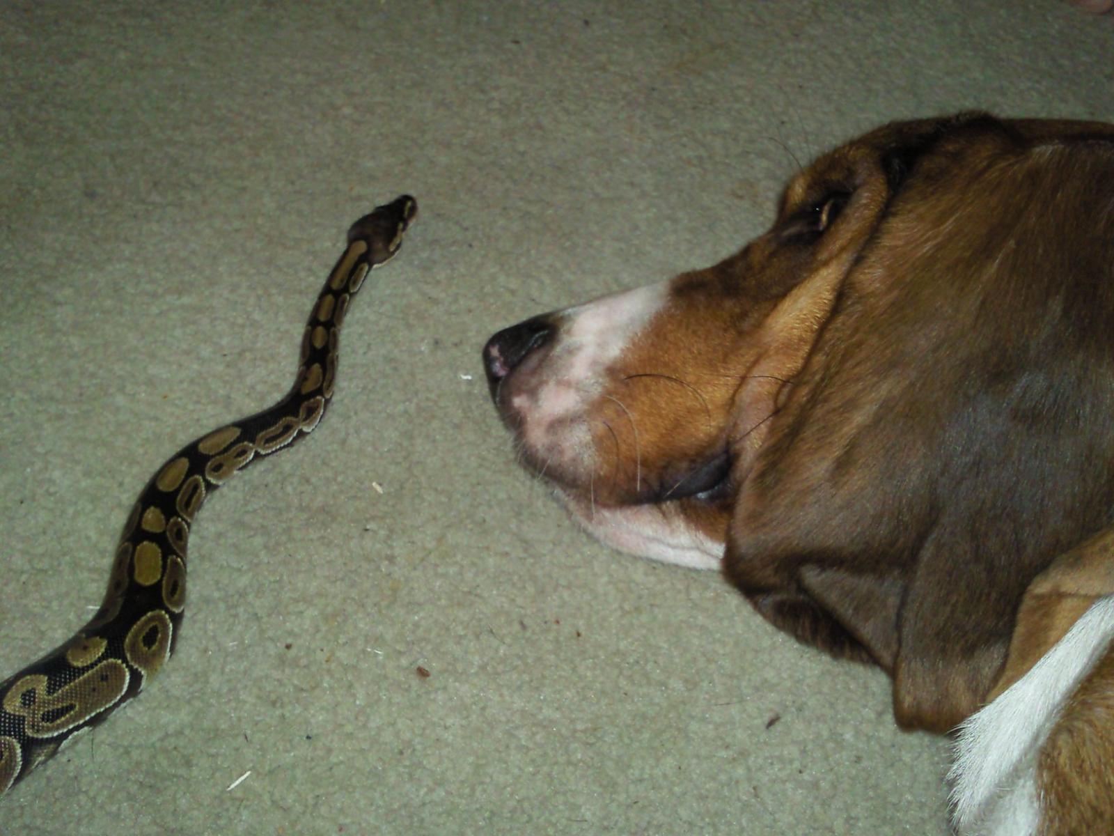 Bowser and Saphie couldn't care less