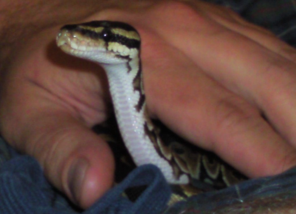 Saphie always likes to look around!
