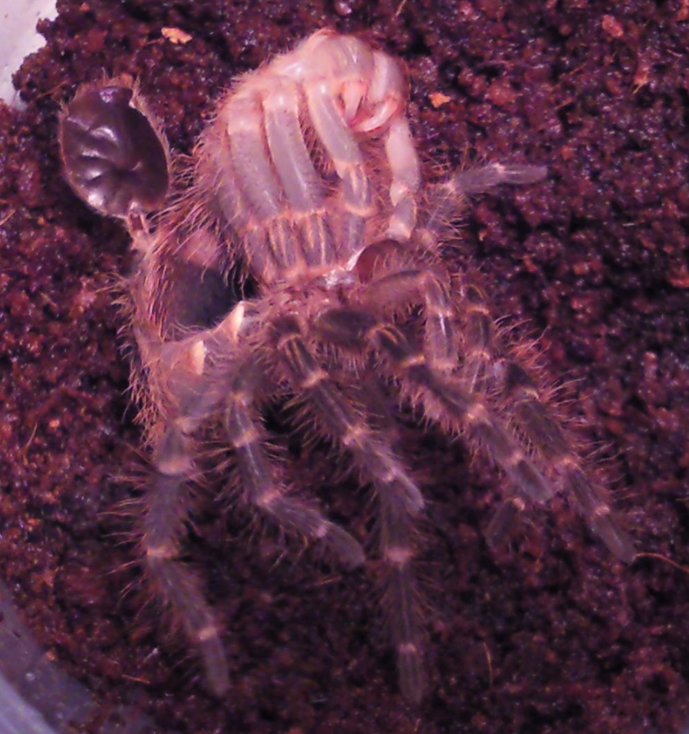 Chaco golden knee molting