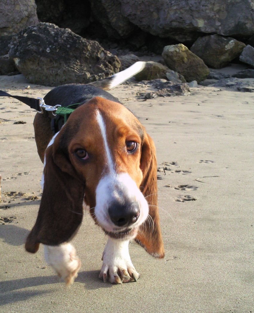 My beach boy