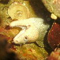 Wild snowflake moray eel
