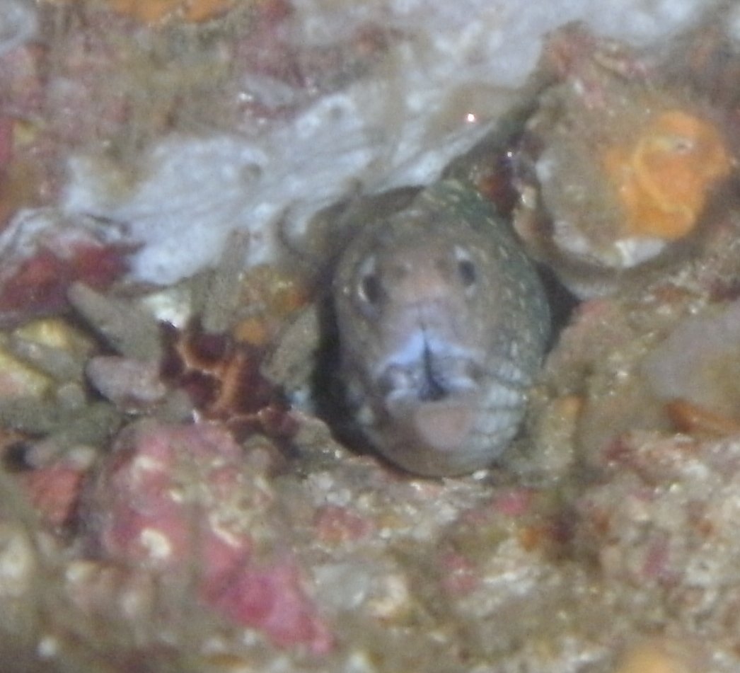 Wild snowflake eel 2