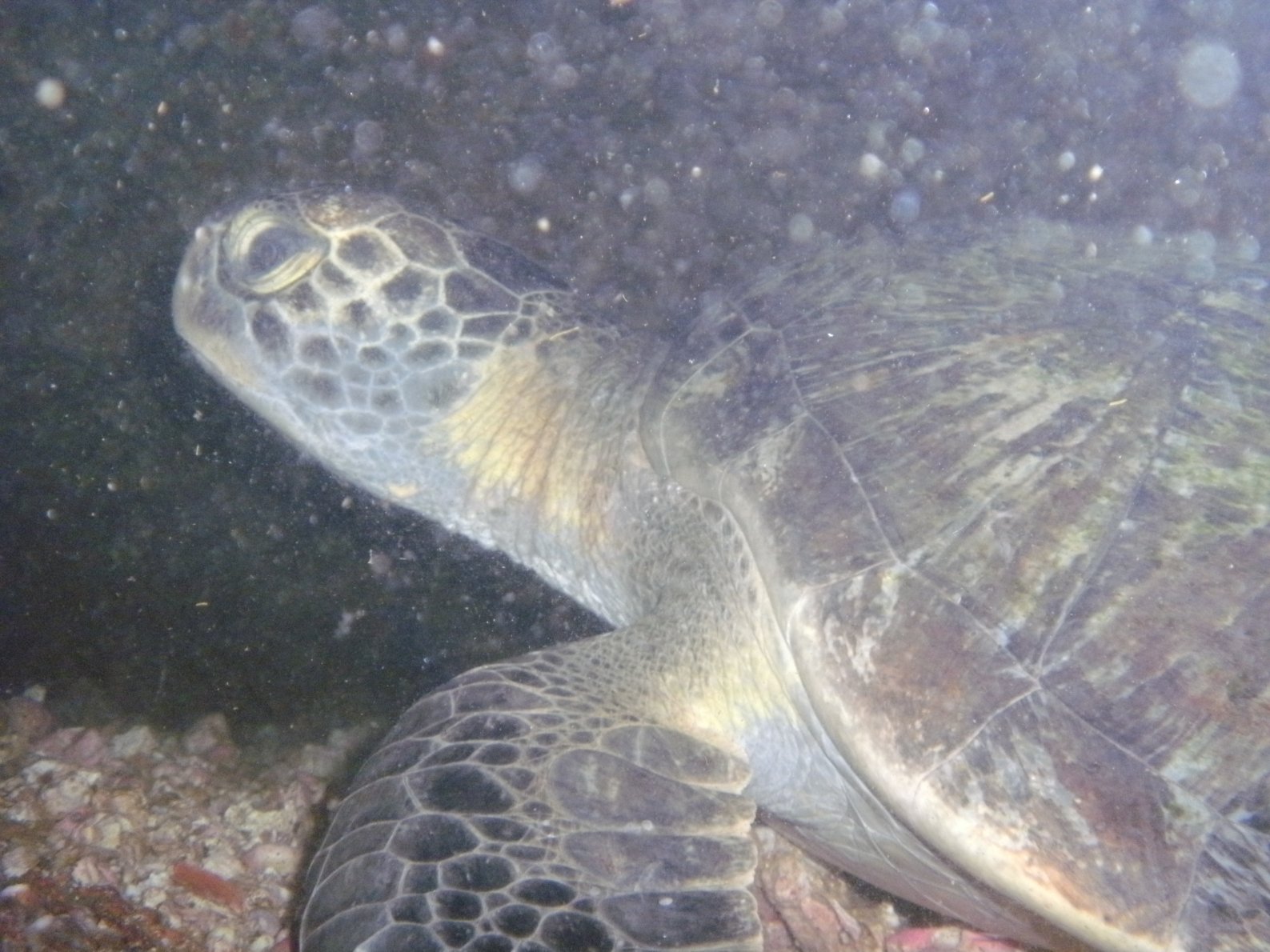 Wild sea turtle