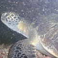 Wild sea turtle