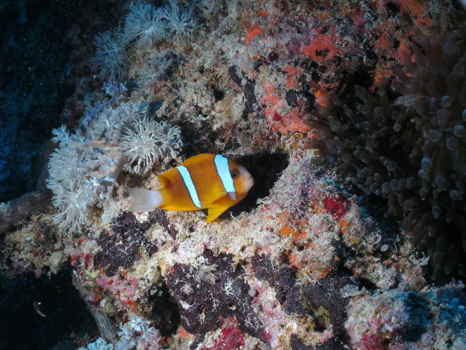 Wild clown fish