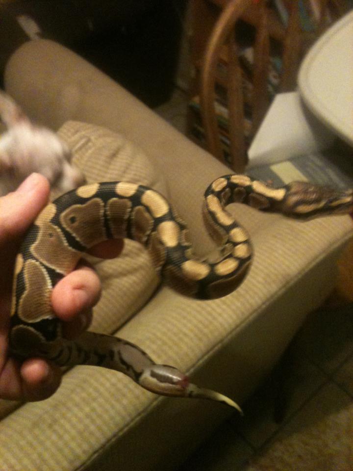 Nagini