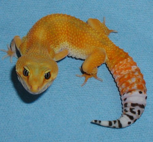 Jan'06 - Gecko_Den