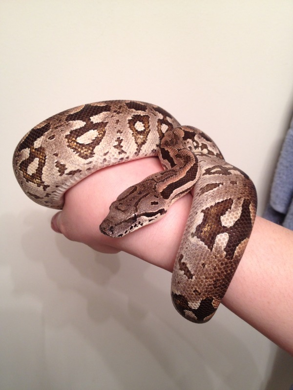 Xena the Dumeril's Boa