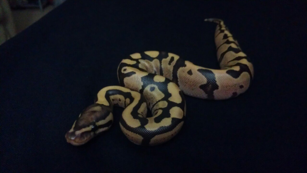 2013-2 fire/spider split clutch
