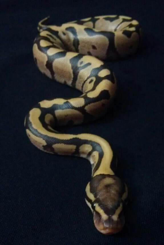2013-2 fire/spider split clutch