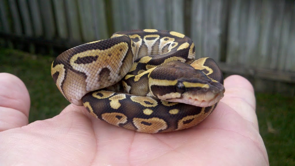 2011 Lesser Male