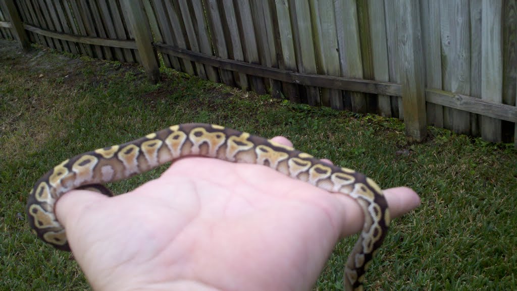 2011 Lesser Male
