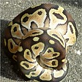 Is this a Lesser Ball Python?