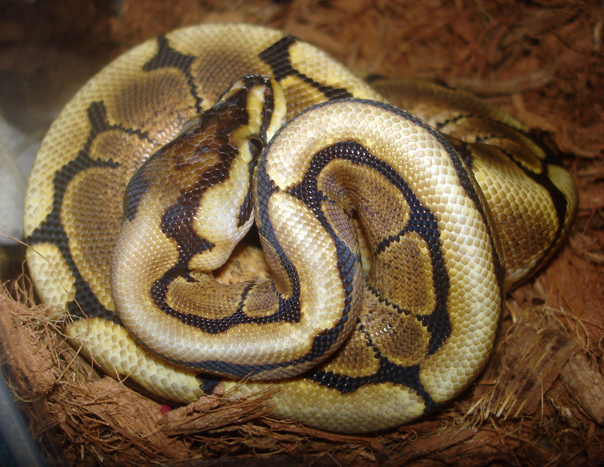 Male Spider het Ghost