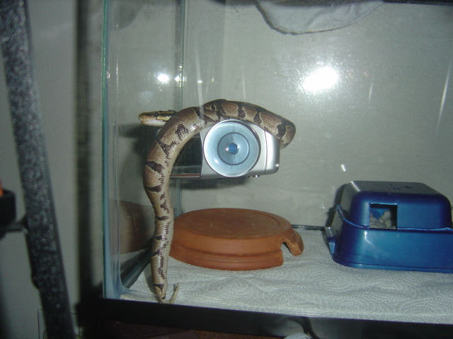 My snake