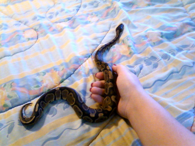 steve