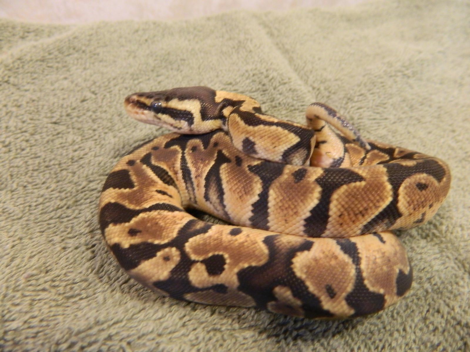 My Ball Pythons