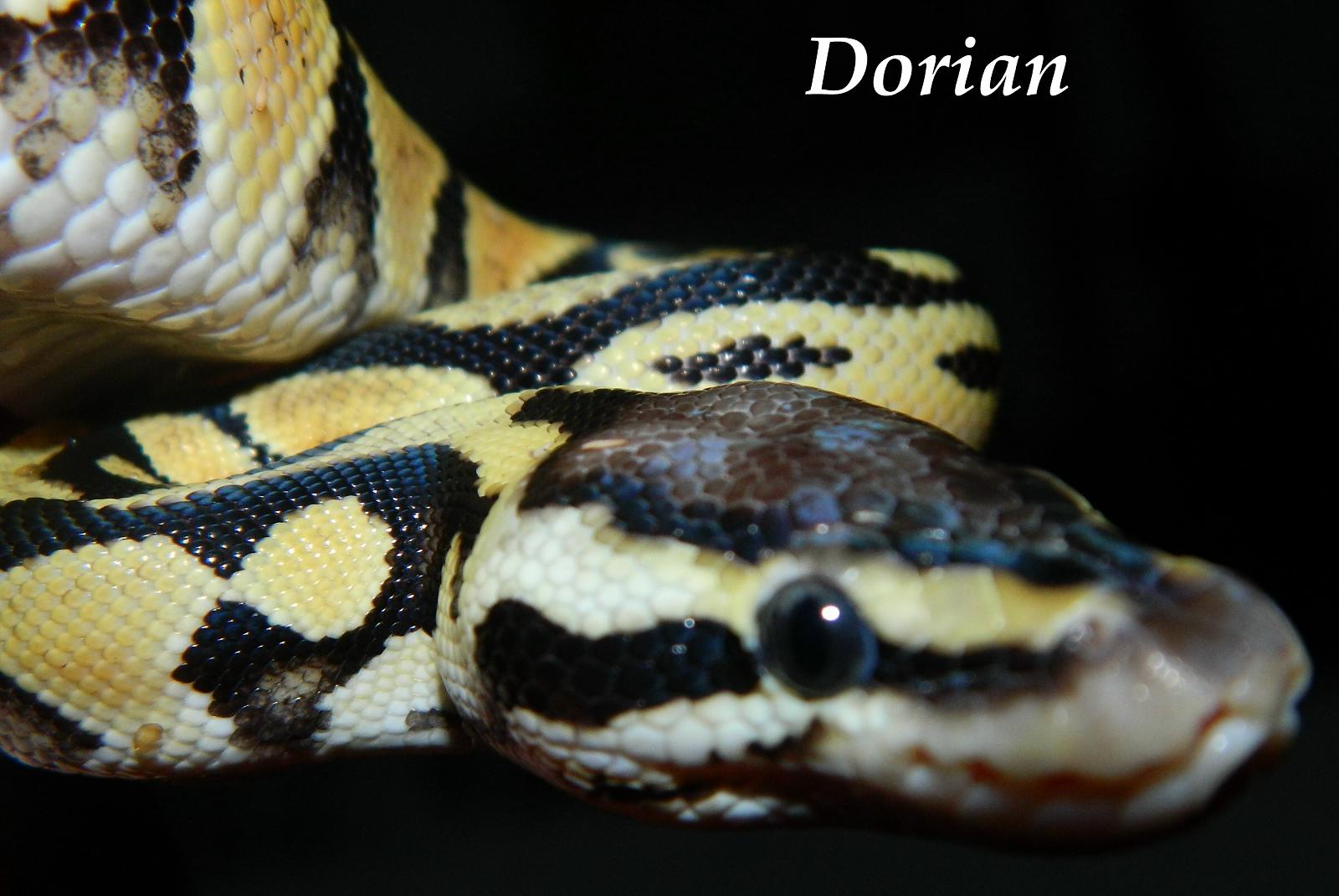 My Ball Pythons