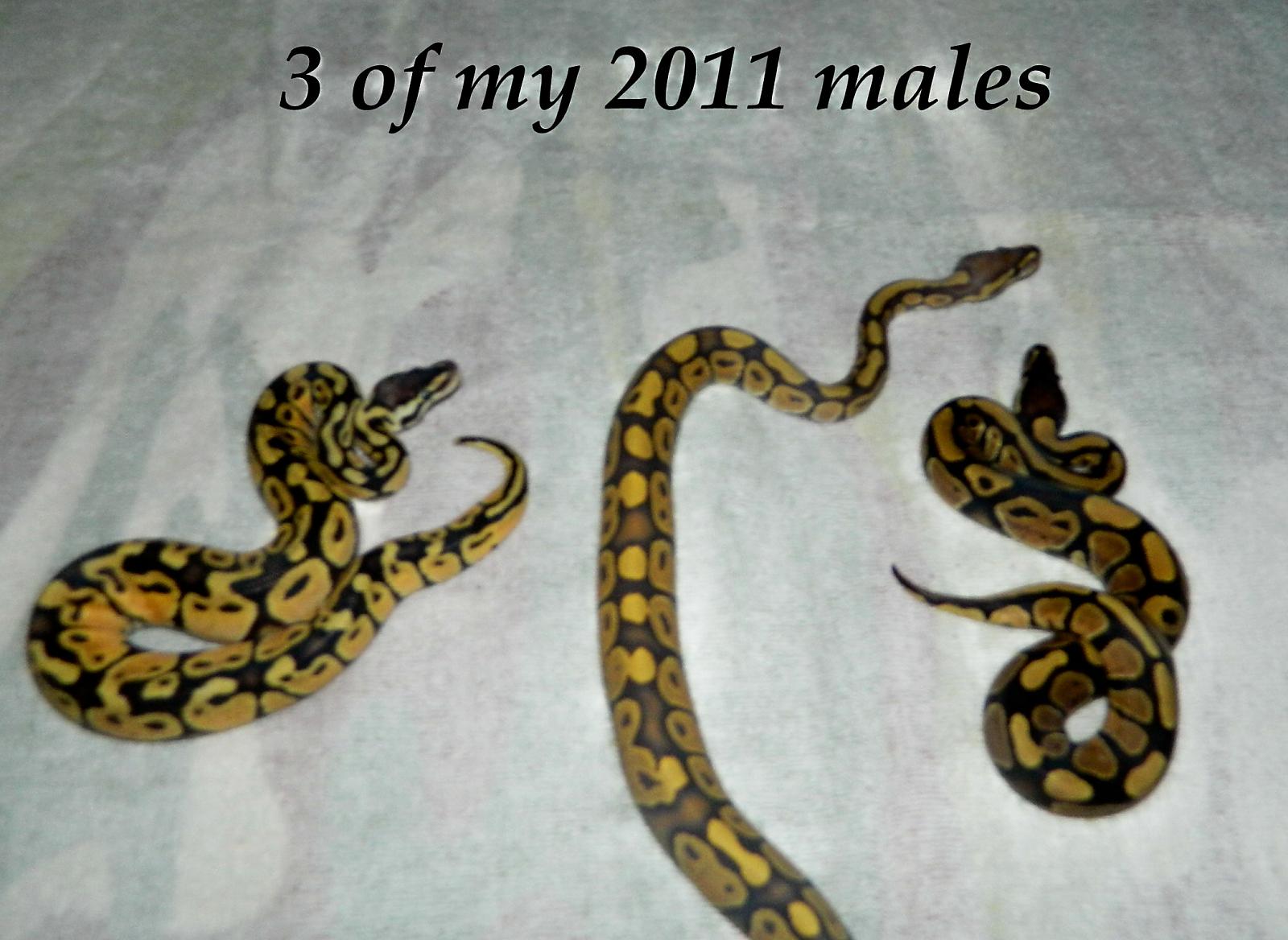 My Ball Pythons