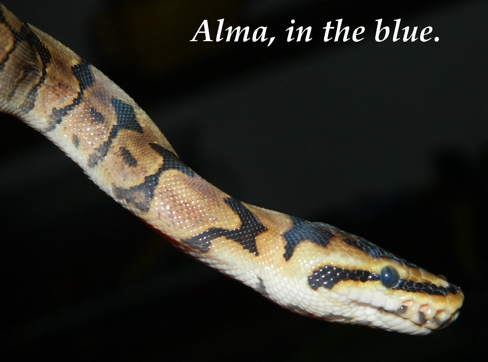 My Ball Pythons