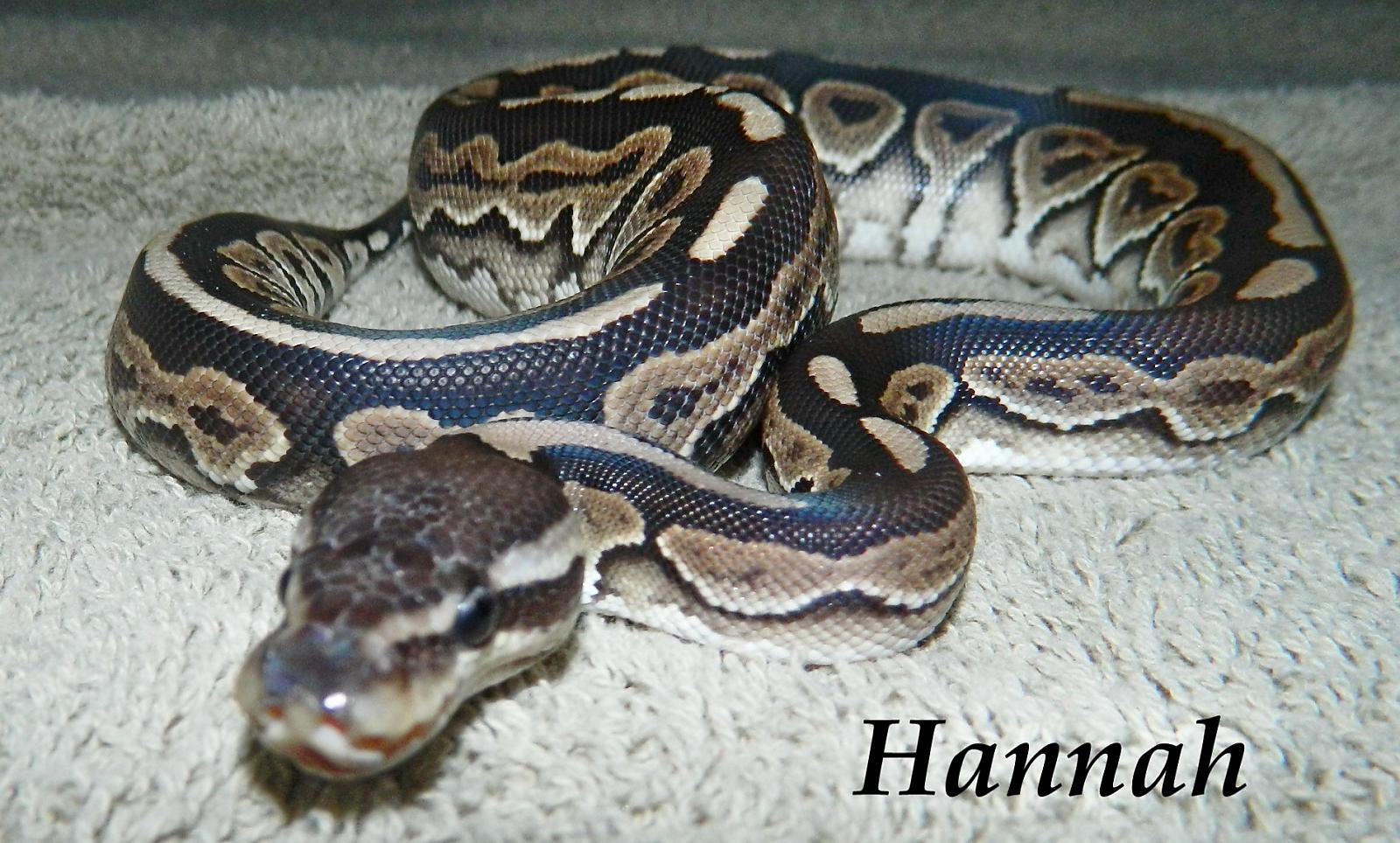 My Ball Pythons