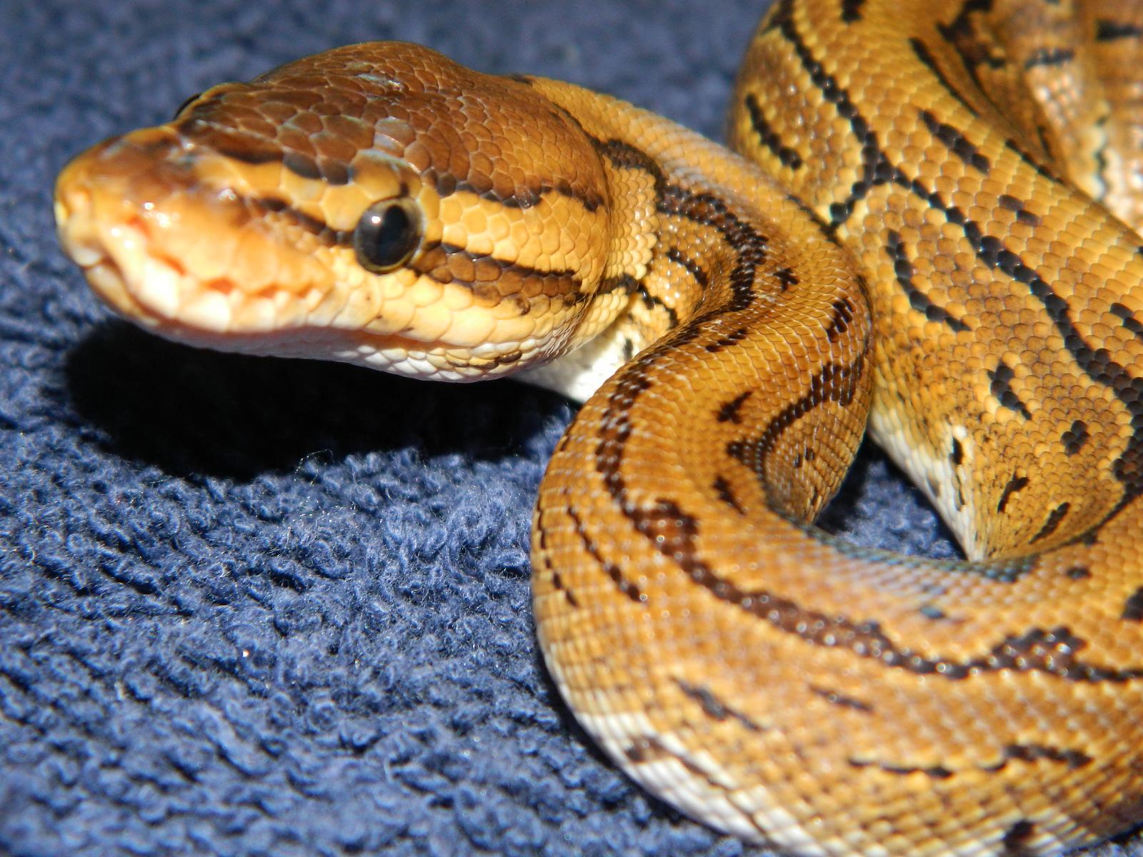 My Ball Pythons