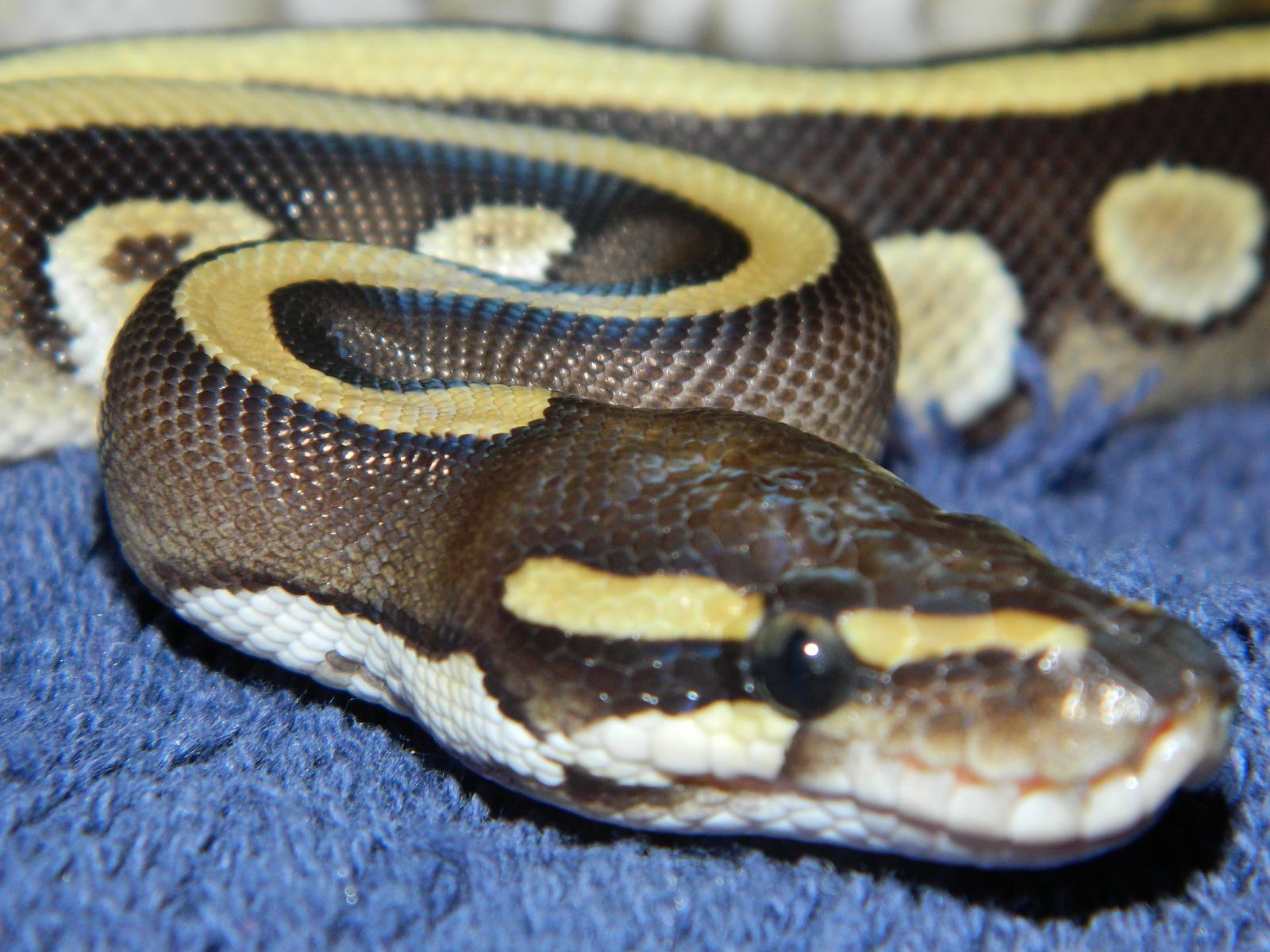 My Ball Pythons