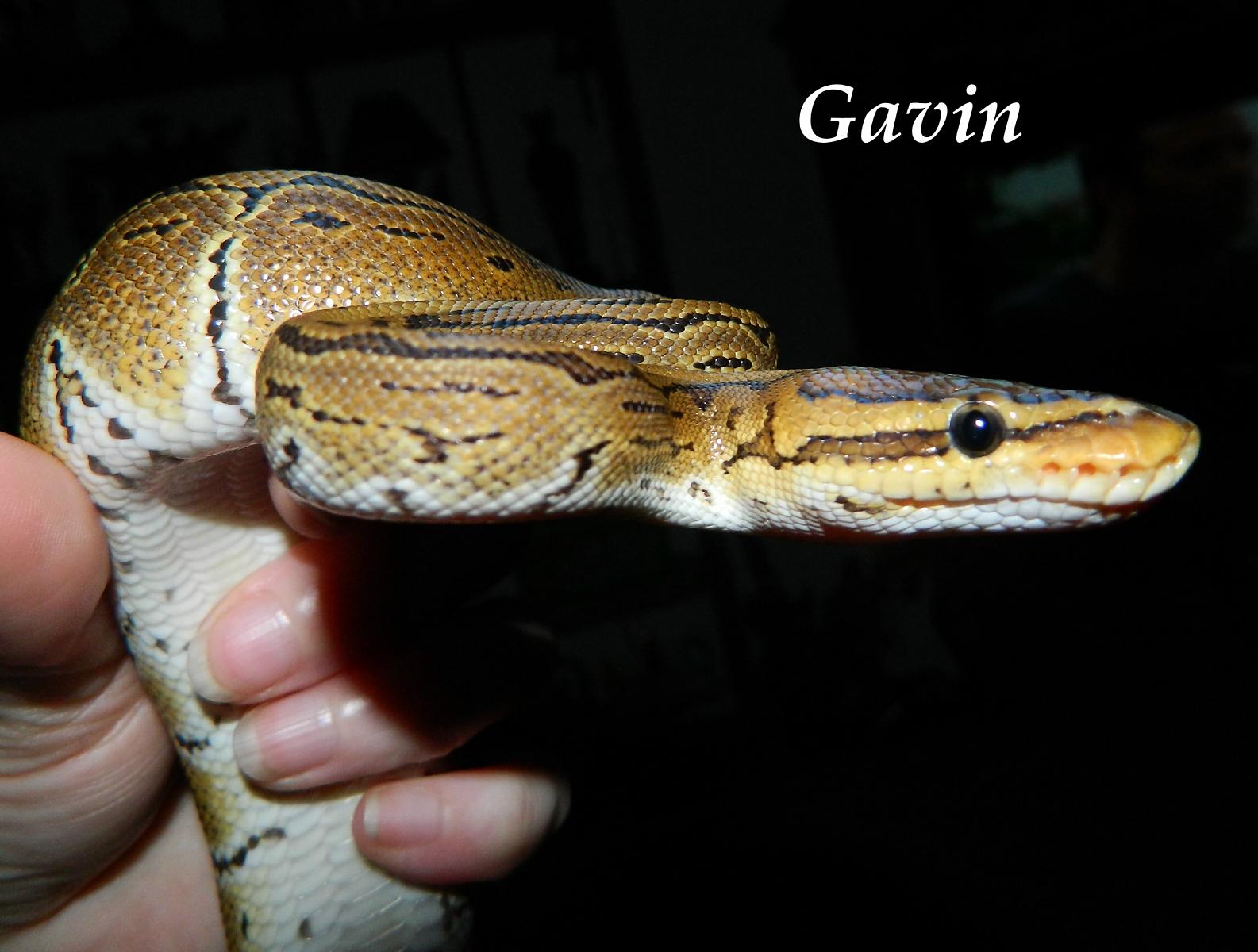 My Ball Pythons