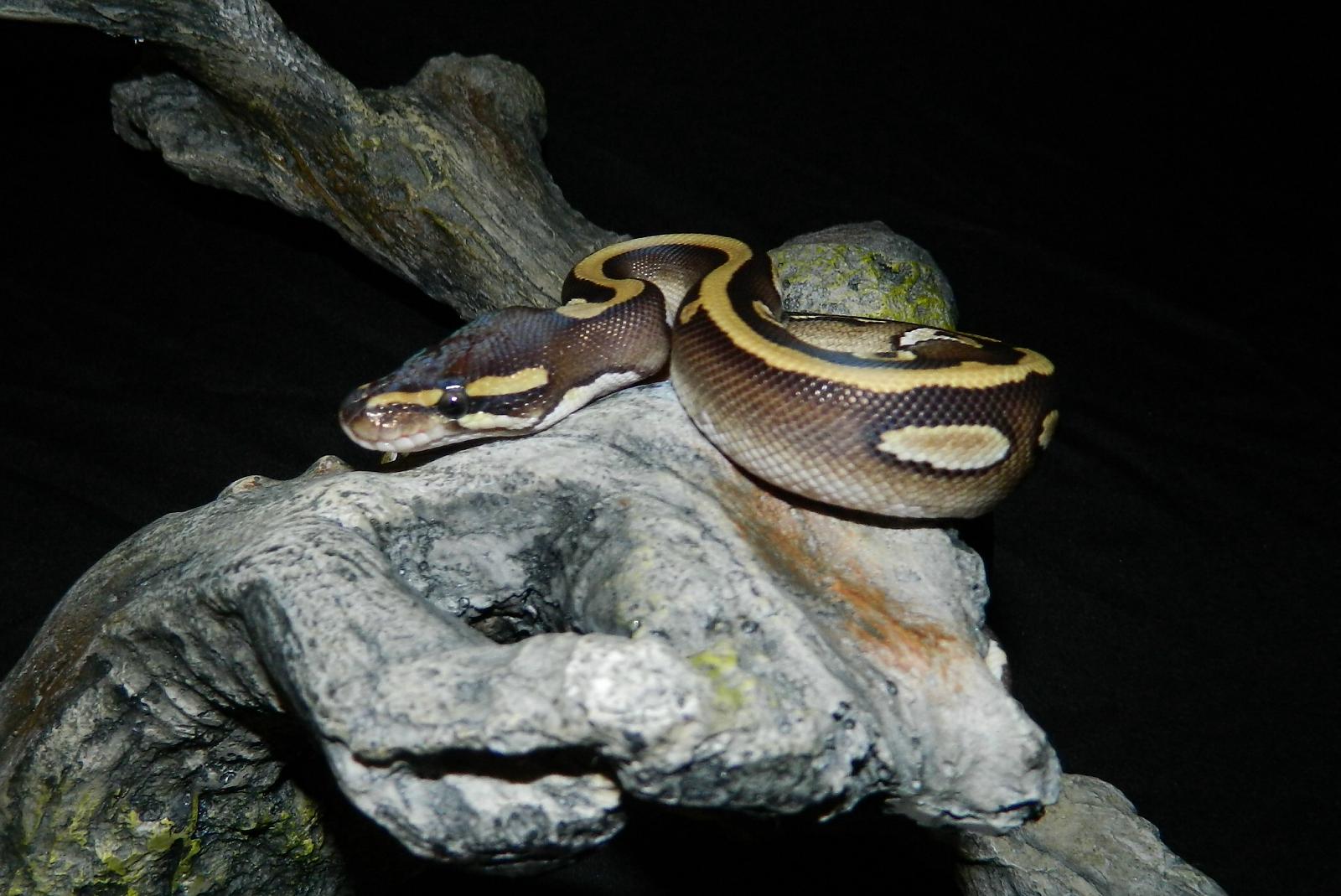My Ball Pythons