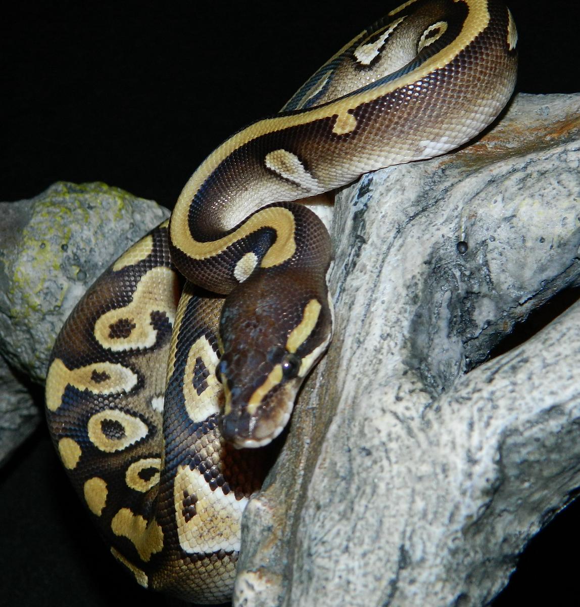 My Ball Pythons