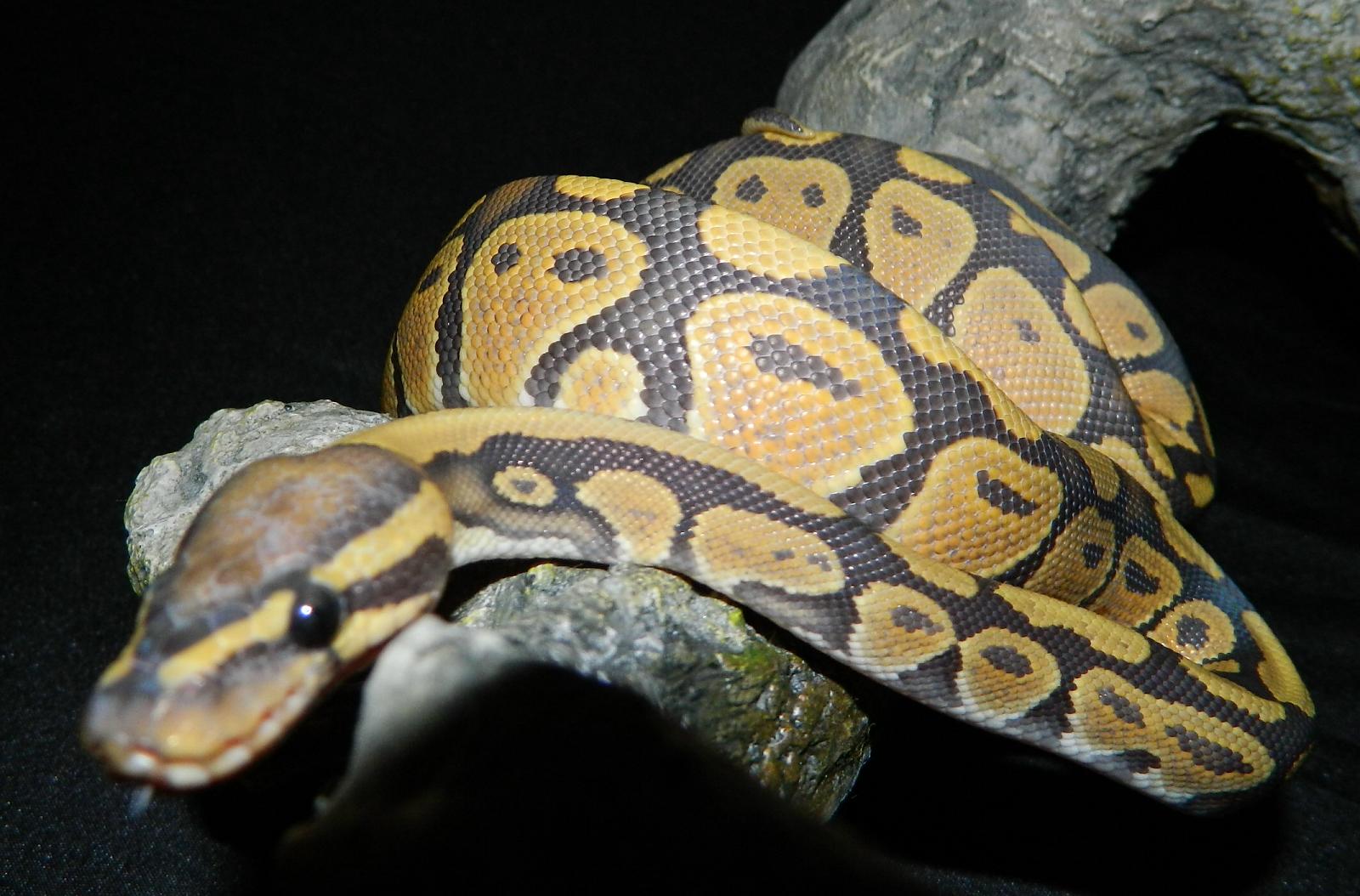 My Ball Pythons