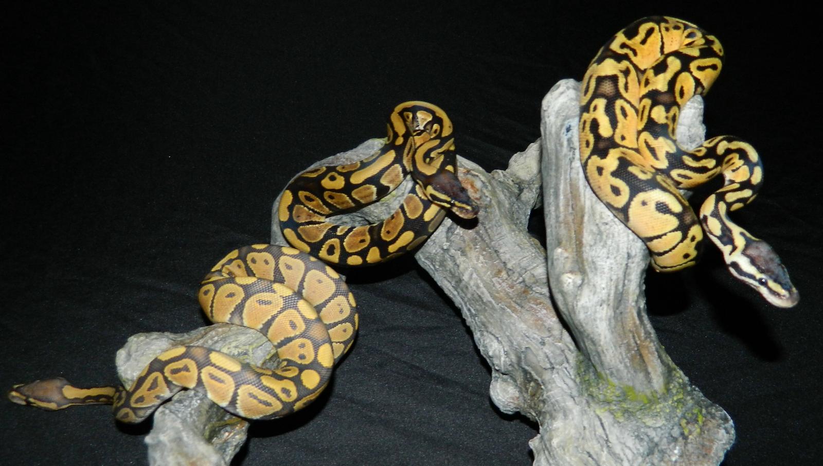 My Ball Pythons