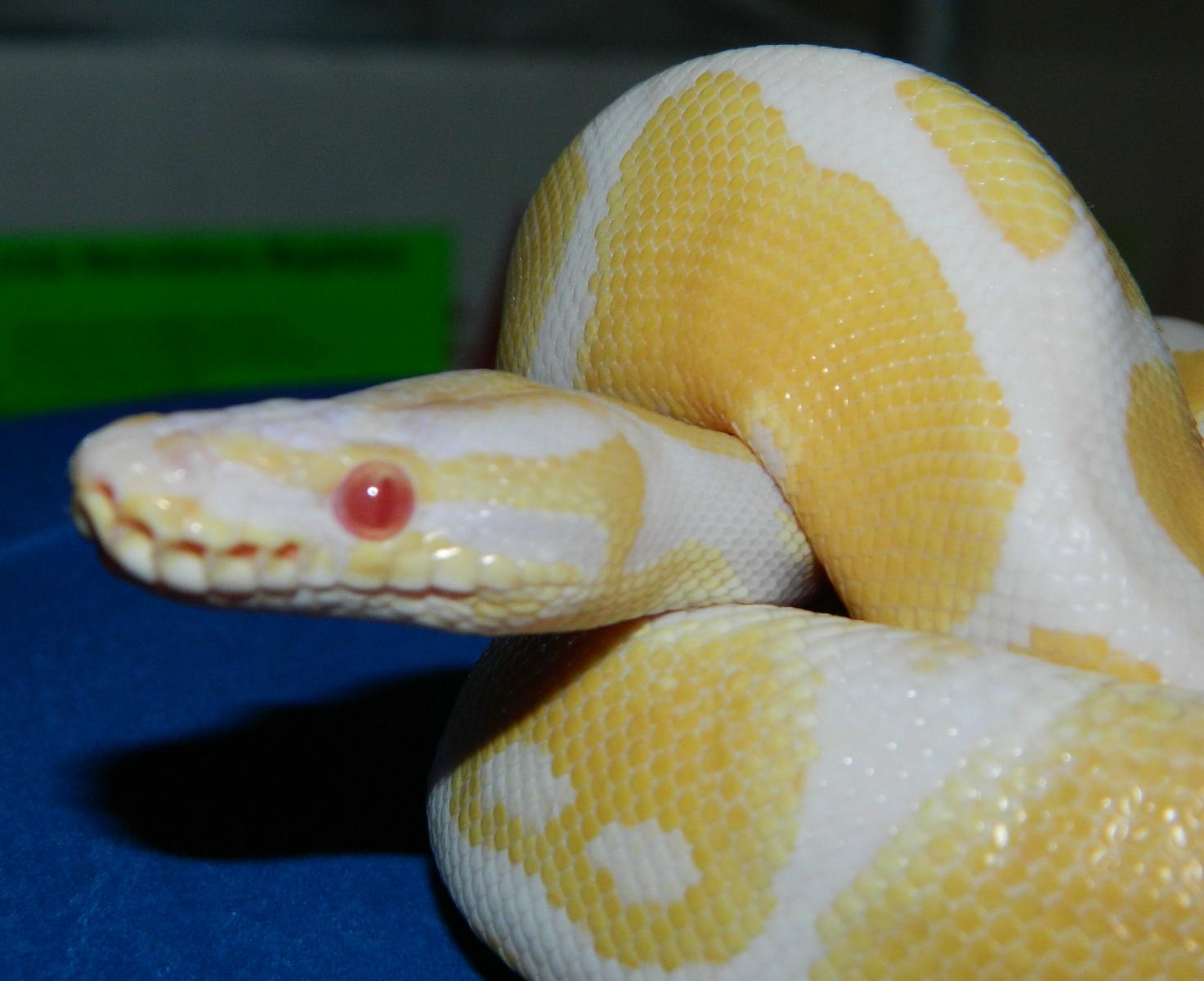 My Ball Pythons